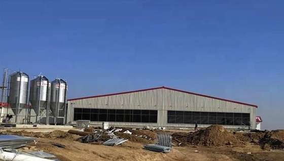 Energy Efficient Steel Structure Pig Breeding Shed / Piggery / Hog House